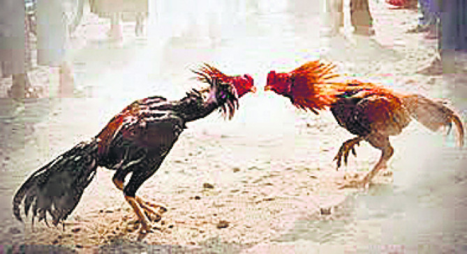 Cock fighting was going on, police raided, 7 arrested