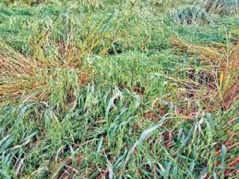 Hail, damage to wheat, oranges and other crops
