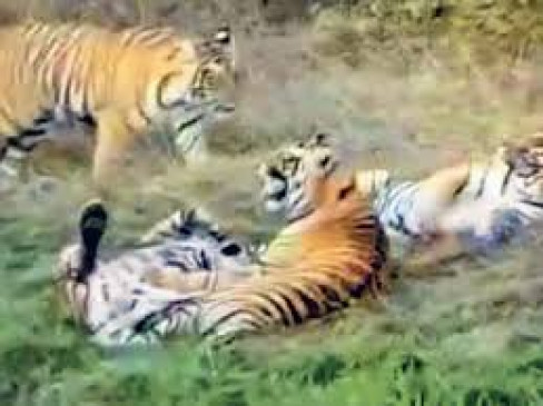 Maharashtra: 9 tigers killed in 2 months in Vidarbha