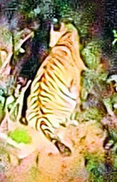 Surya kills cub to death in Karandla Sanctuary
