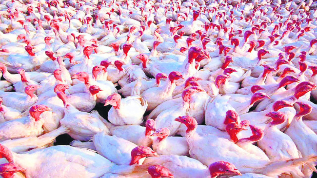 नागपुर जिले में फिर ‘बर्ड फ्लू’ ने दी दस्तक,228 पक्षियों को जमीन में गाड़ा