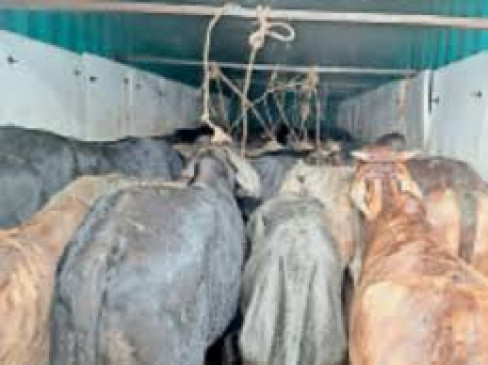 Cattle were being loaded into the Scorpio, the police freed