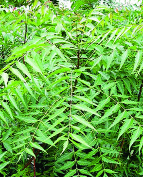 Give neem the status of national tree due to medicinal properties
