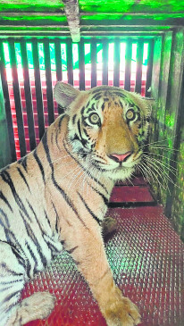 Poster and debate competition for conservation of tigers on 5th