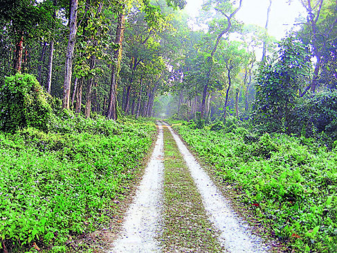 The forest department has established a new forest in 200 hectares near Totladoh