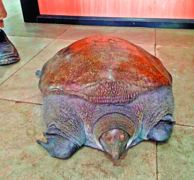 A rare species of tortoise of 22 kg found on the road near Nagpur