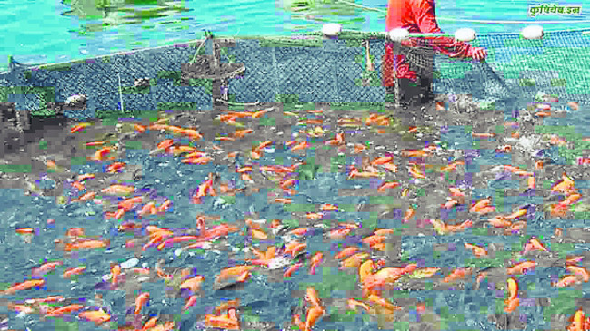 Case registered against those who cheated more than 1 crore rupees under the guise of fish farming