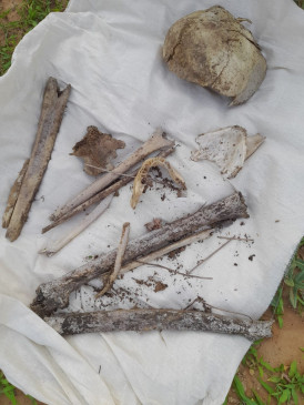 Companions had killed and buried the prize dacoit Arjun, the mutilated skeleton was recovered