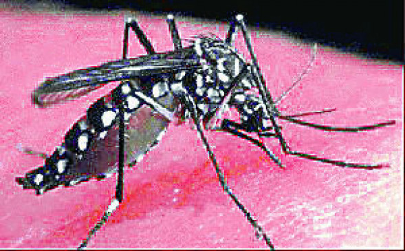 Dengue larvae found in NIT swimming tank and 270 houses