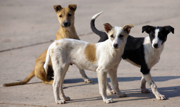 Dogs were scratching the dead body of the newborn - people chased the dogs and informed the police