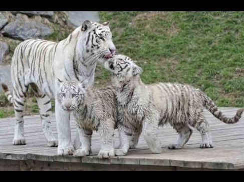 Jackal, Emu and Crocodile at Open White Tiger Safari and Zoo Center Mukundpur