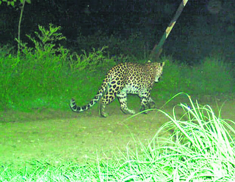 Leopard again seen towards Bio-diversity Park in Nagpur