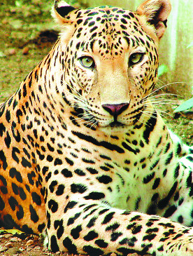 Leopard roaming in ordnance factory, was seen crossing the road in search operation and disappeared