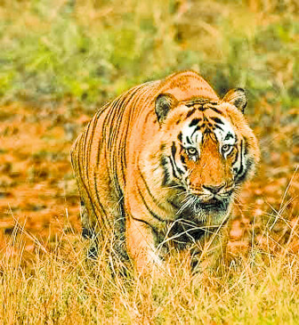 Nagpur: 28 tigers left their territory and reached the resident border