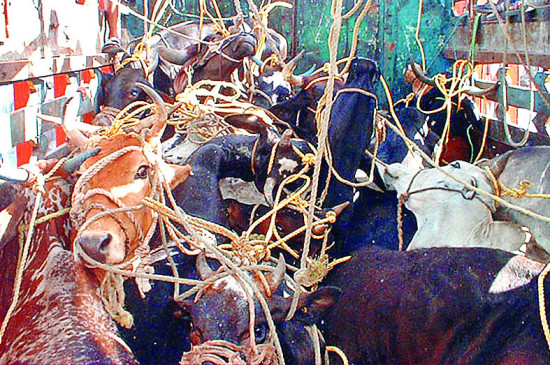 Nagpur: Cattle smuggling, Dhaba owner arrested