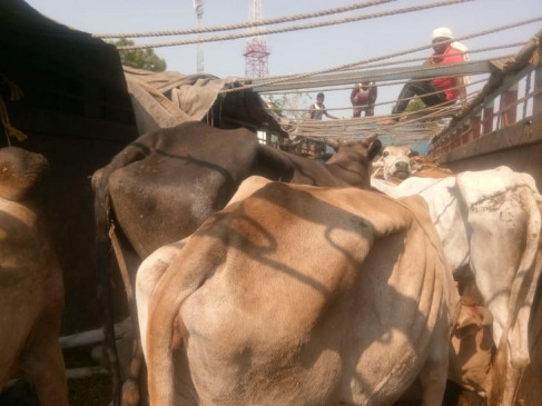 Nagpur: Freed 113 cattle tied in godown