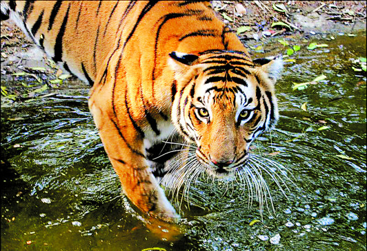 Nagpurs screw included in the countrys 14 best tiger reserves