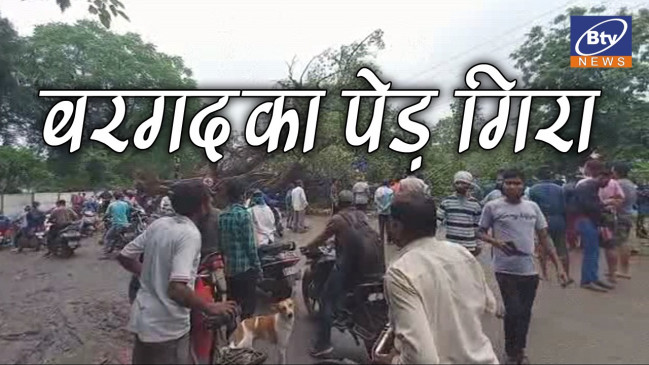 उम्रदराज बरगद धराशायी - पांच लोग घायल , 3 वाहन भी क्षतिग्रस्त