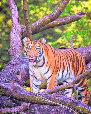 Surya dominates Umred-Karandla Sanctuary, other tigers changed course
