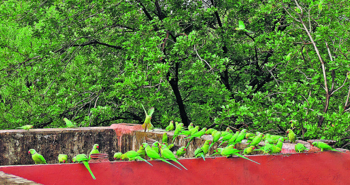 The chirping of birds throughout the day on the roof, the bird feeder is very much liked