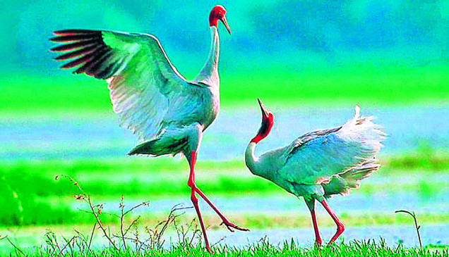 The natural habitat of the stork is ending, the court is also worried