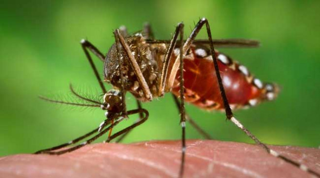 Three suspects of dengue found in Saunsar ke Devi