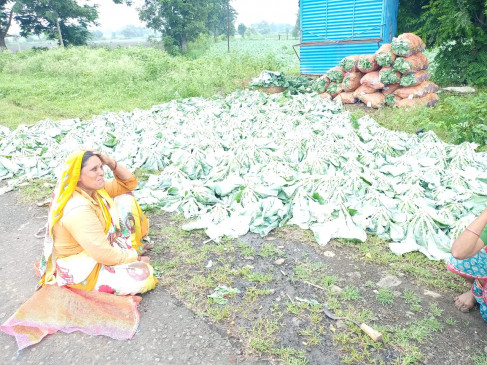 Cauliflower flowers turning black even before reaching the mandis due to rain