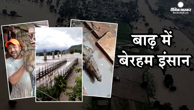 शिवपुरी: बाढ़ से बेहाल- सड़क पर निकला मगरमच्छ, लोगों ने पटक पटक कर खींची सेल्फी