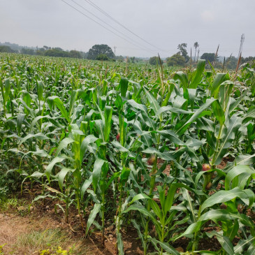 Fall army worm outbreak in Maize, farmers are unable to spray