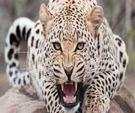 Farmers troubled by the attack of wild animals in Chandrapur