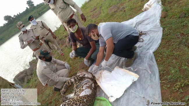 Leopard hunted by hanging wire, later dumped dead body in pond
