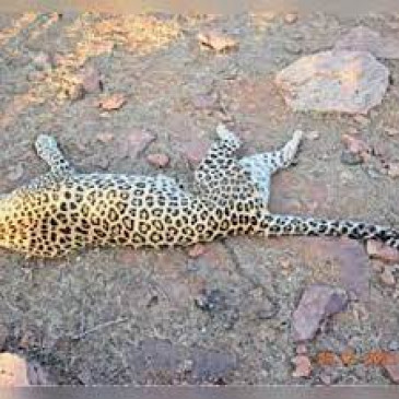 nagpur in arrested for smuggling wild animal parts