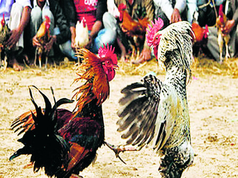 Raids on cock fighting base, 10 accused arrested for betting