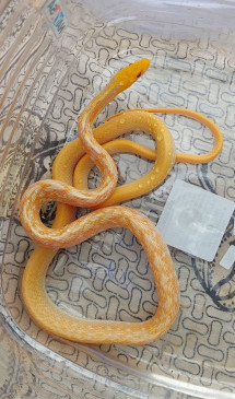 Rare species albino common trinket snake caught by rescue Rare species albino common trinket snake caught by rescue