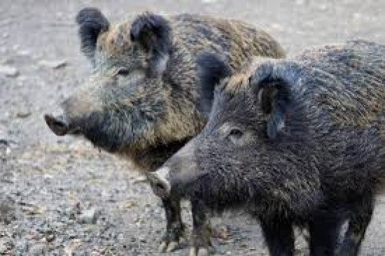 Suspected death of 30 pigs, city administration indifferent