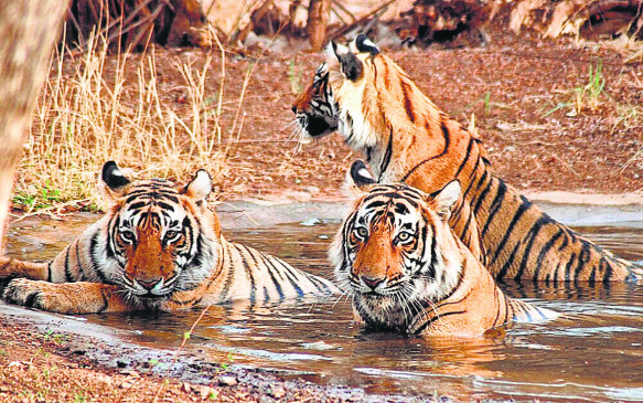 Tigers Lakkha and C-2 disappeared from Umred-Karandla
