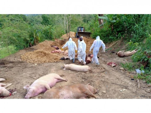 अफ्रीकन स्वाइन फीवर ने मिजोरम में 25,260 सूअरों की जान ली, 121 करोड़ का नुकसान