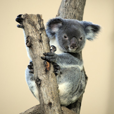 लुप्तप्राय प्रजातियों की सूची में ऑस्ट्रेलियाई वन्यजीव हुए शामिल