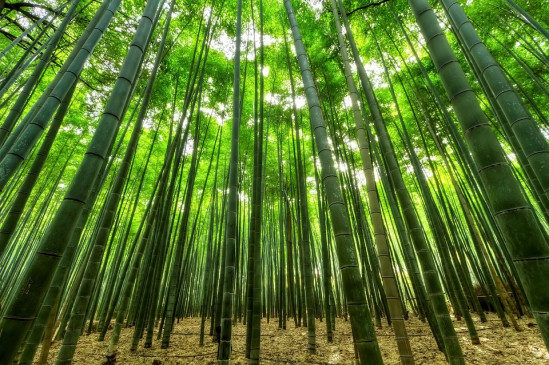 Exercise to encourage bamboo industry in MP