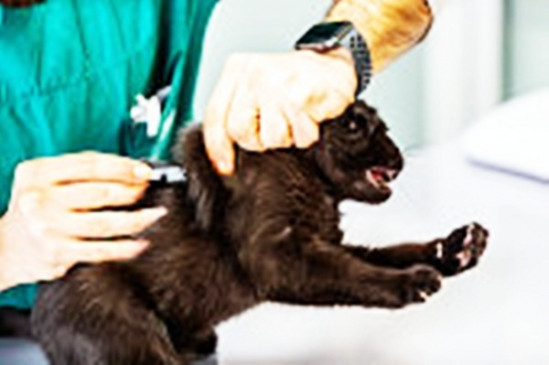 Government of Karnataka: Free vaccine will be given for pets on World Rabies Day Government of Karnataka: Free vaccine will be given for pets on World Rabies Day