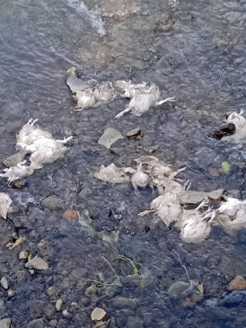 Chickens found dead in Saroth reservoir, panic in 29 villages