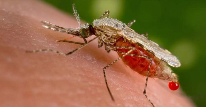 जानिए, कैसे "चीनी" खिलाने से मच्छरों की जीका और डेंगू फैलाने की क्षमता ब्लॉक हो जाती है