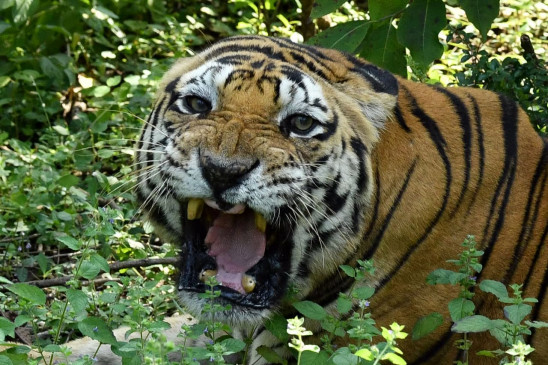 Tiger came in residential areas, panic among villagers