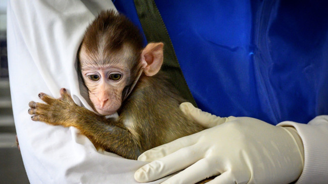 अंतर्राष्ट्रीय टीम ने किया बंदरो पर परीक्षण, निपाह वायरस से लड़ने में मदद कर सकती है कोविशील्ड  वैक्सीन
