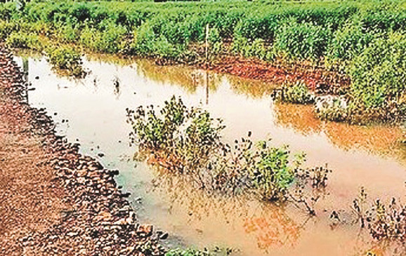 निंबोली शेंडे के 30 किसानों की फसलें बर्बाद, अब तक 129.45 फीसदी बारिश