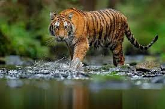 23 new guests arrived in the forests of the Amravati district