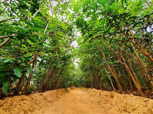 UP industries made it mandatory to adopt Miyawaki method technology