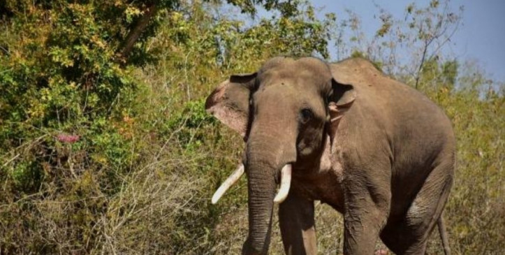 गिरिडीह में हाथी ने फिर दो को कुचला, हाथियों के हमले में आठ दिनों में नौ मरे