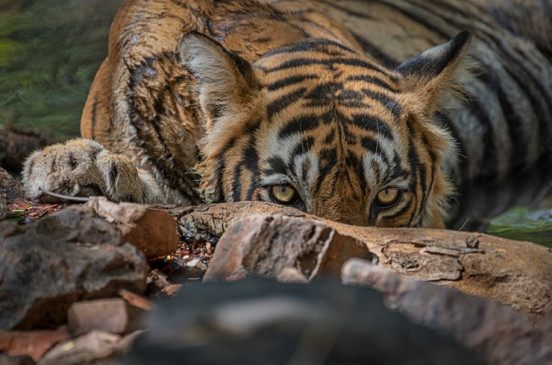 मुदुमलाई टाइगर रिजर्व  में पकड़े गए आदमखोर बाघ की कर्नाटक पुनर्वास केंद्र में हालत गंभीर