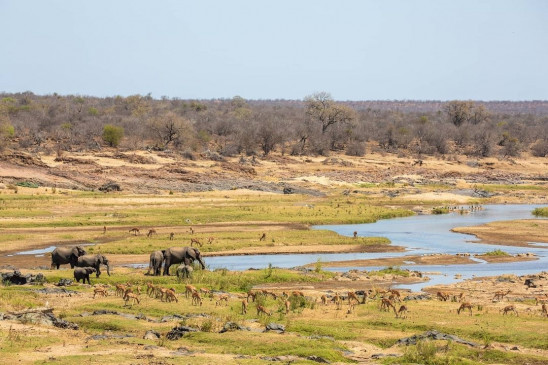 South Africa to provide free facilities to national parks in November | नवंबर में राष्ट्रीय उद्यानों तक मुफ्त सुविधाएं कराई जाएंगी उपलब्ध, सैनपार्क्‍स ने की घोषणा – Bhaskar Hindi